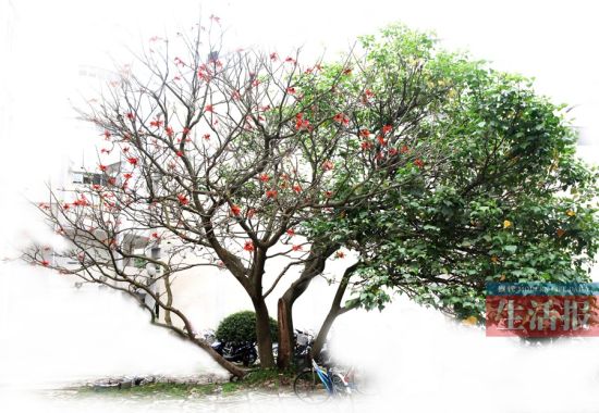 һ�����ǻ컨 һ��������ҷ�� һ�����ǻ컨 һ��������ҷ��