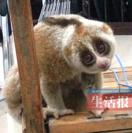 ��ֻ���빤�صķ�ﳤ�ú��ȡ����ͨѷա½���� �� ��ֻ���빤�صķ�ﳤ�ú��ȡ����ͨѷա½���� ��